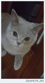 кот  британец короткошерстный 