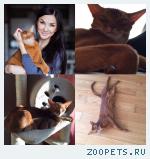 Пропал кот