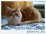 Кошка