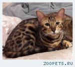 Кошка(котенок)