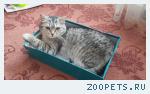 Кот, окрас вискас