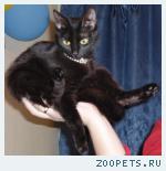 кошка