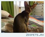 Котенок, абиссинец