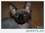 Кошка канадский сфинкс