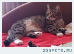 Кошка