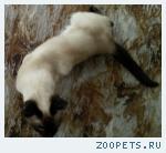 кошка сиамской породы возраст 1 год 3 месяца