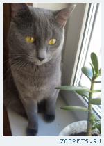 Кошка 