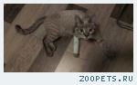 Найден кот