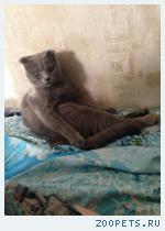 Кот Тишка