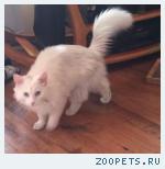 Кот белый, пушистый, голубоглазый Вася-Снежок