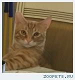 Кот, не породистый