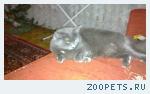 Кошка, не породистая
