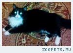 Кот черный с белым, длинношерстный