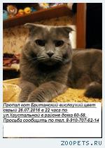 кот британский вислоухий