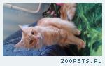 Кот Дворняга 