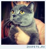 Пропал кот 