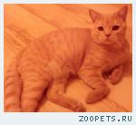 Кот, британец