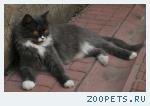 кошечка