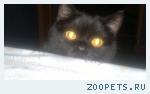 Котик британец