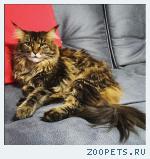 кошка