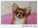 Собака