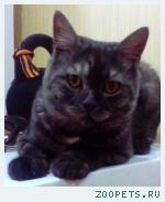 Котик шотландец