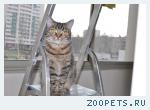 Кошка
