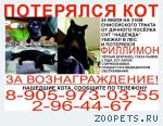 Кот. Порода: Британская короткошерстная 