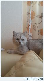 Кот британец