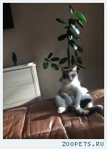 Кошка