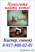 Кот,британец