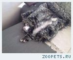 Котенок