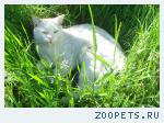 кот,беспородный 
