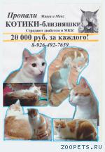коты-близняшки