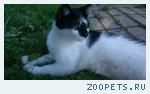 Кот, домашний