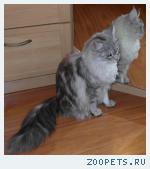 Кошка Матильда