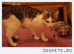 Домашний кот