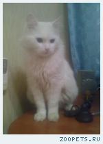 Белый котик 9-лет