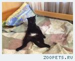 Черный кот