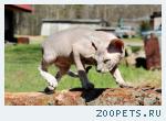 кошка сфинкс