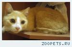 Найден котик