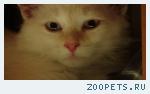 кот белый