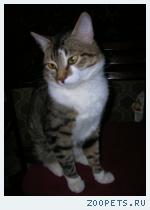 Кот  классической породы