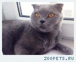 кот, британский короткошёрстный