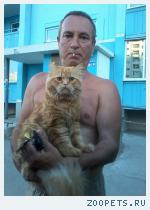 кот рыжий 