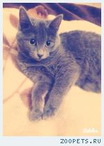 Кошка 