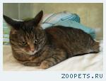 Кошка