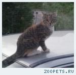 Кошка