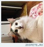 Кот, черно белый 