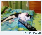 Котик